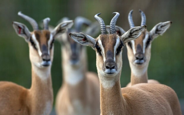 A close up of an antelope with a group of antelopes in the background