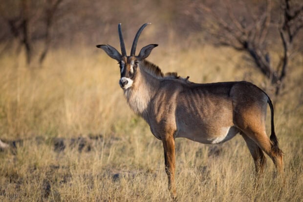 A side view of an antelope standing in dry grassland looking towards the camera