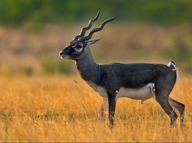 A side view of antelope standing in a golden grass field at sunset