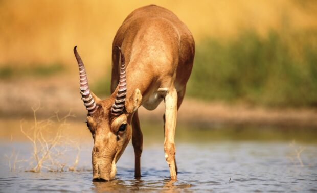 A single antelope drinking water from the shallow lake during sunset