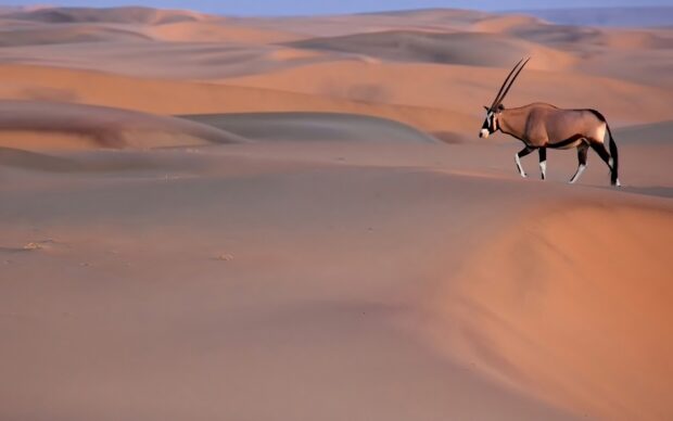 A solitary antelope walking across vast sandy desert dunes during sunset