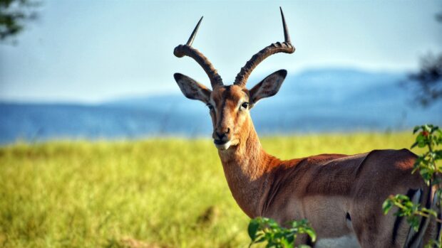 A close up of an antelope standing in a green field with mountains in the background