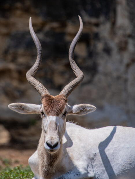 A close up view of an antelope with long twisted horns resting in the natural habitat