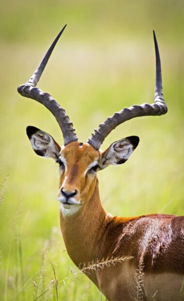 A majestic antelope with long twisted horns standing in green grass field