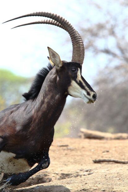 A running antelope with curved horns splashing water in a natural dry environment