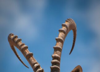 Close up of an antelope with long twisted horns looking over rocks against a blue sky
