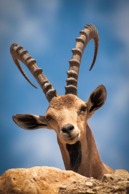 Close up of an antelope with long twisted horns looking over rocks against a blue sky