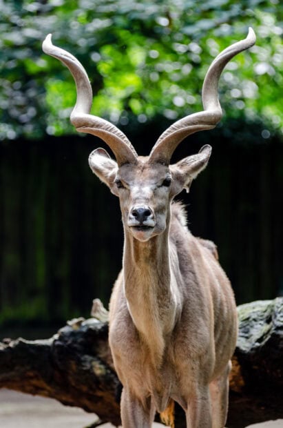 A close up of an antelope with large curved horns standing outdoors