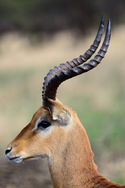 Close up of antelope with curved horns in natural habitat
