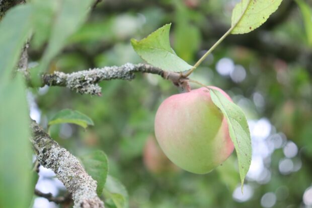 A green and red apple hanging from a branch on an apple tree with surrounding leaves