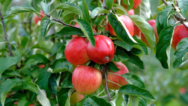 Ripe apple tree branch with fresh green leaves and red apples in orchard