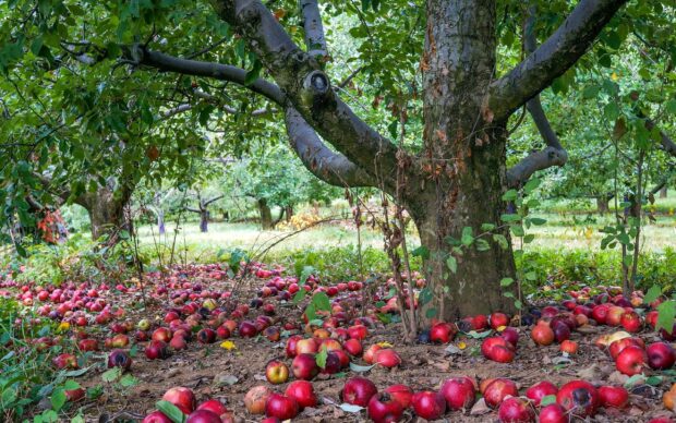 Ripe apple tree with fallen apples scattered on the ground in an orchard