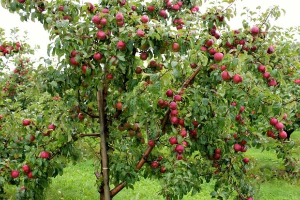 A vibrant apple tree full of ripe red apples in a green orchard with fresh leaves