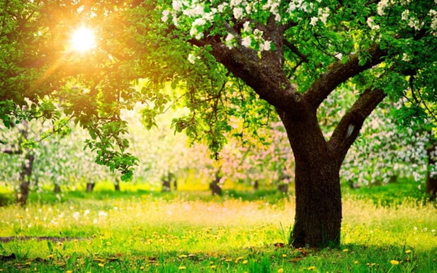 A vibrant apple tree in a sunny orchard with green leaves and blooming flowers