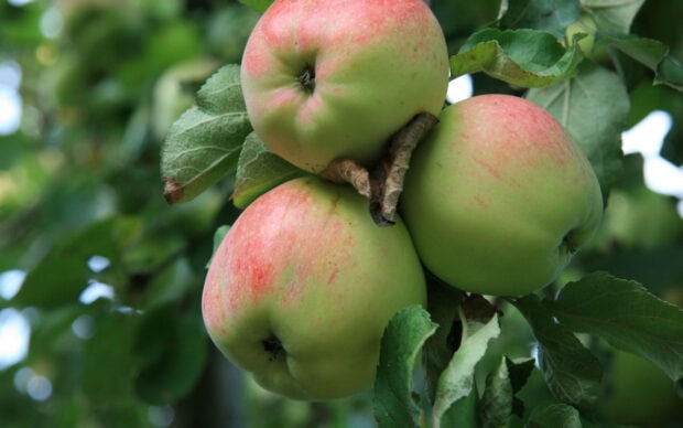 Fresh green apples hanging on an apple tree in a garden surrounded by green leaves