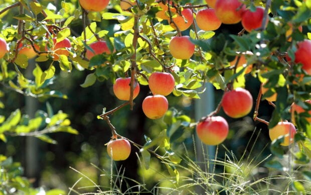 Red and yellow apples hanging from an apple tree branch in a sunny orchard