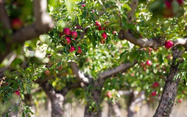 A close up view of apple tree branches with ripe red apples hanging among green leaves