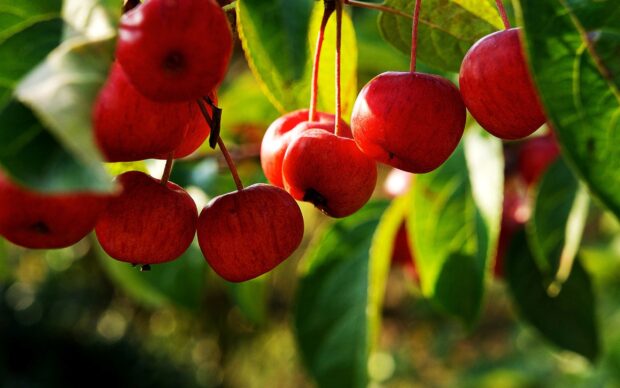 Red apples hanging from an apple tree surrounded by green leaves in bright sunlight