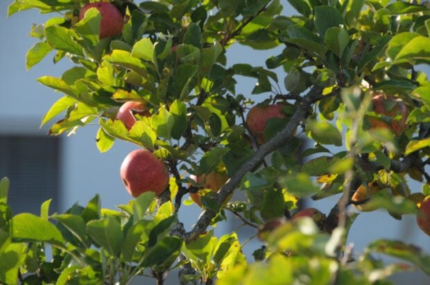 Red apples hanging on an apple tree surrounded by green leaves in sunlight