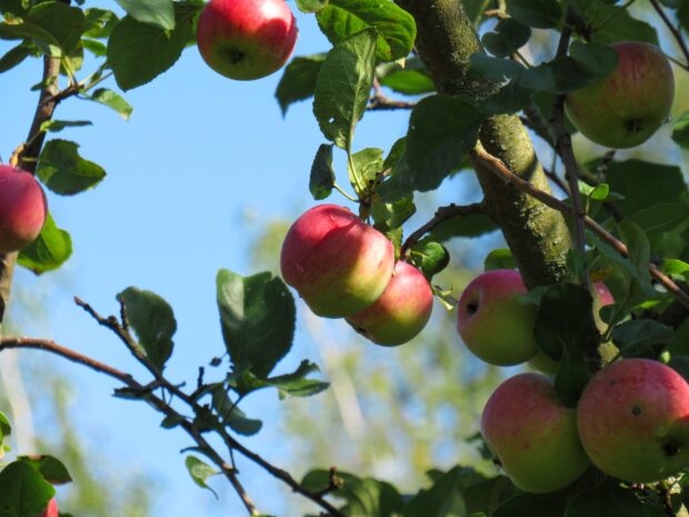 Red apples hanging on branches of an apple tree under a clear blue sky