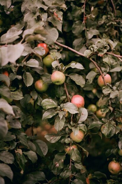 Red and green apples growing on an apple tree among green leaves