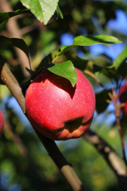 A ripe red apple hanging from an apple tree branch with green leaves in sunlight