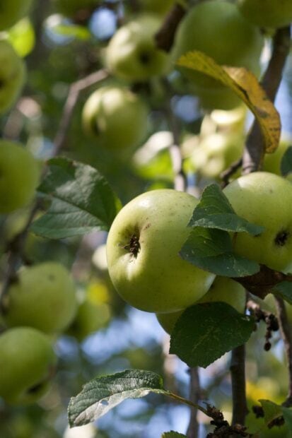 Close up of green apple tree showing fresh apples and leaves on the branches