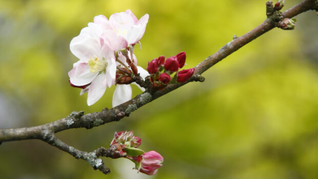 Close up of apple tree blossoms and buds on a branch in spring season