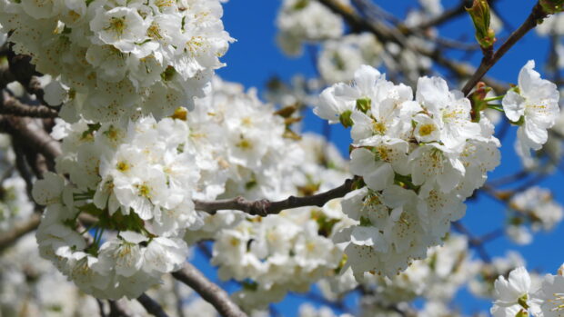 White apple tree blossoms blooming on branches against a clear blue sky