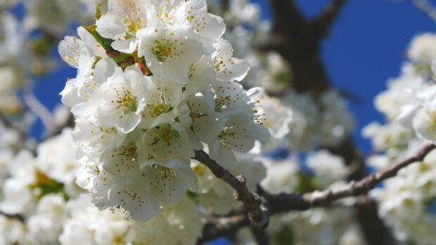 White apple tree blossoms cluster on a branch against a clear blue sky