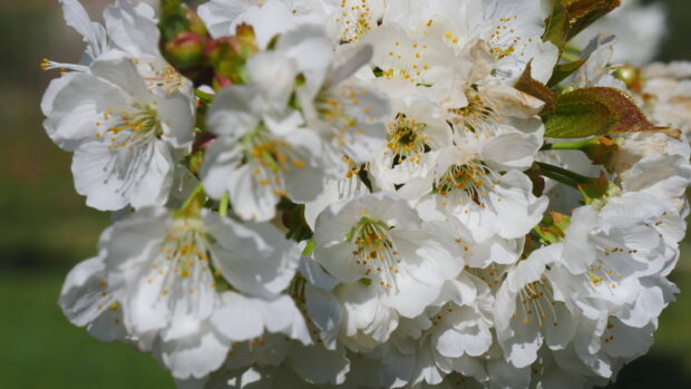 Close up of apple tree blossoms with white petals and delicate stamens in spring sunlight