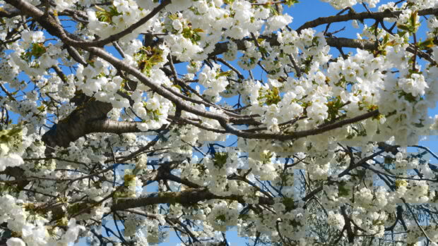 Close up of apple tree branches covered with white blossoms in spring season