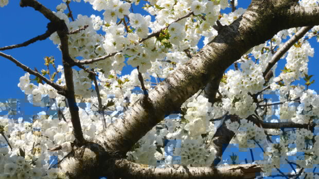 Close up of apple tree branches covered with white blossoms under blue sky