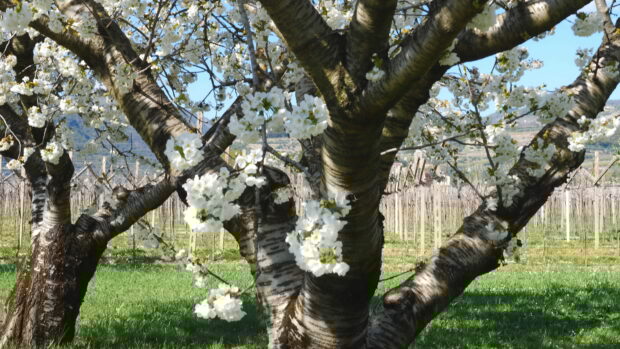 Close up of apple tree branches with white blossoms in a green orchard