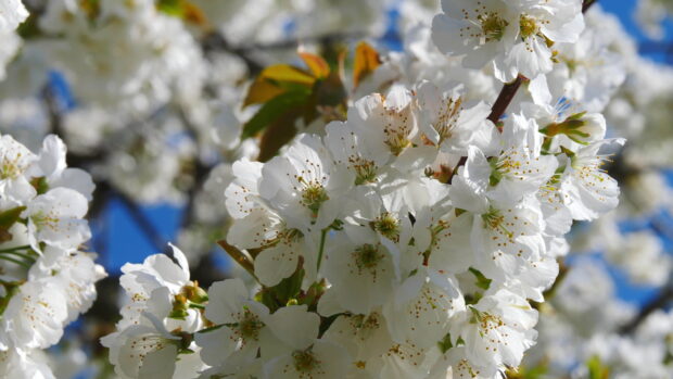 Close up of apple tree flowers blossoming in spring sunlight
