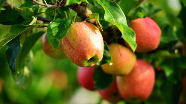 A close up view of ripe apple tree hanging from a branch surrounded by green leaves