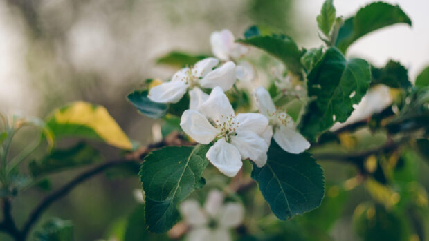 Close up of apple tree flowers in natural sunlight with green leaves and blurred background