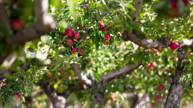 Red apples hanging from branches of an apple tree surrounded by green leaves