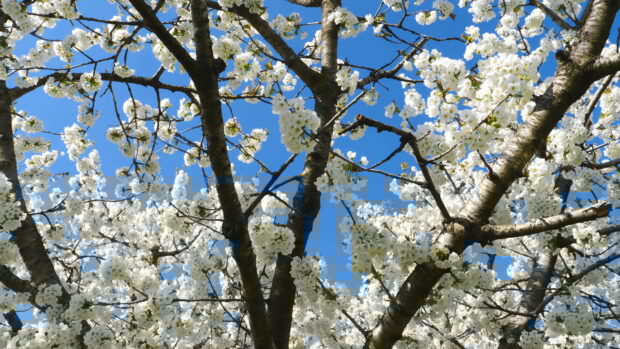 White apple tree blossoms blooming against a clear blue sky on apple tree branches
