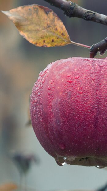 Red apple on apple tree with water droplets and autumn leaf