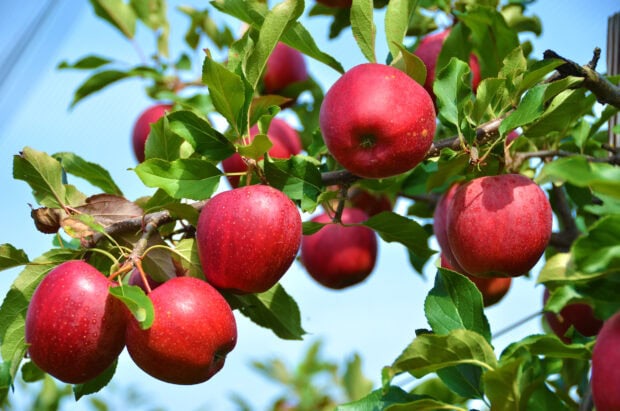 Fresh red apples growing on an apple tree surrounded by green leaves under a clear sky