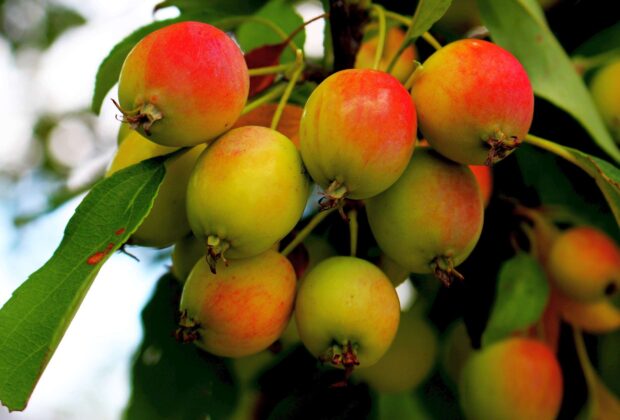 A cluster of fresh apple tree fruits hanging on green leaves branch