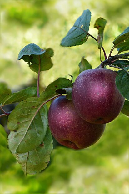 Two ripe apples hanging on an apple tree branch surrounded by green leaves