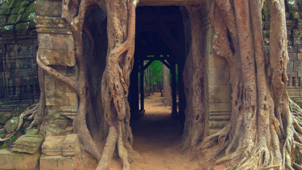 Ancient roots covering stone entrance in Asia forest landscape