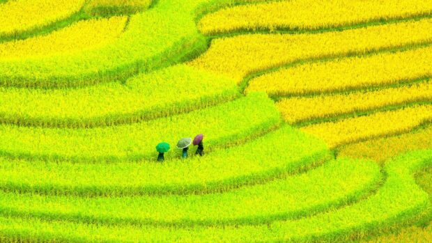People walking with umbrellas in vibrant Asia rice terraces