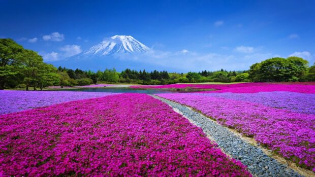 Vibrant flower field with Mount Fuji in the background under a clear blue sky in Asia
