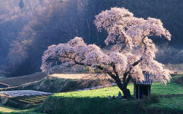 A beautiful cherry blossom tree in full bloom stands near a small wooden shrine in a serene rural landscape
