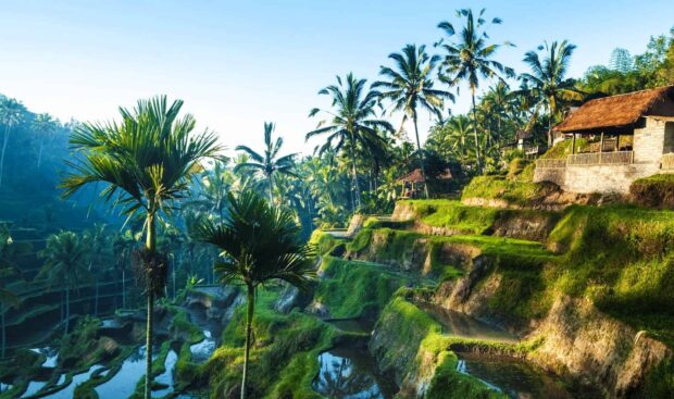 Terraced rice fields and palm trees in Asia landscape at sunrise