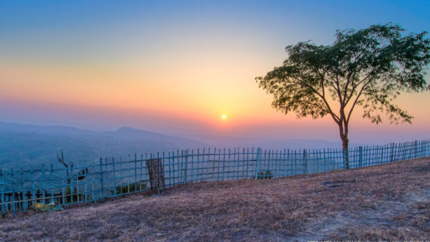 A peaceful landscape in Bangladesh with a single tree and a fence at sunset