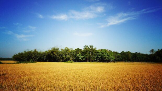 A golden field of rice in Bangladesh under a clear blue sky with green trees in the background